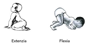 Extenzia, flexia